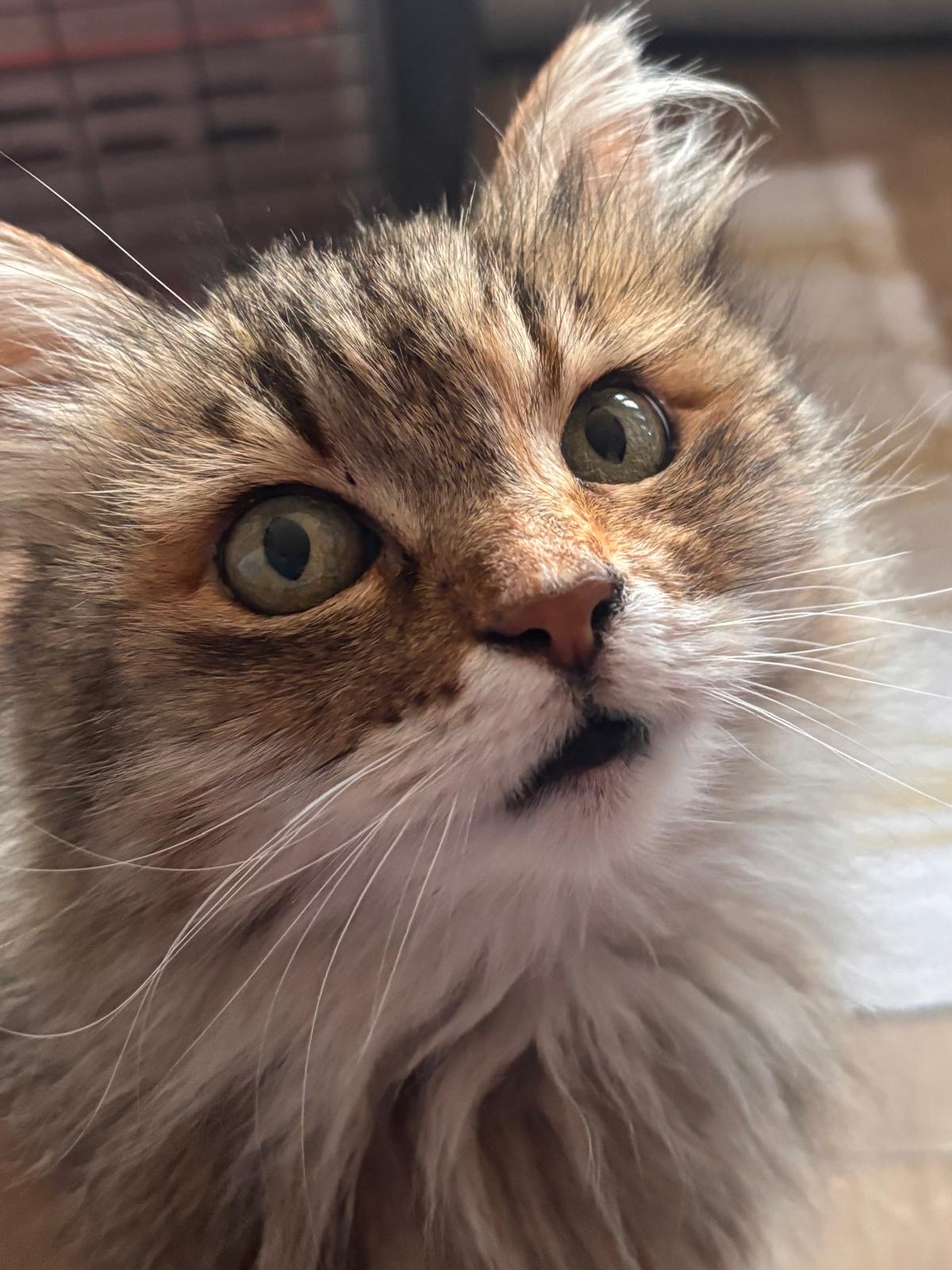 Dafne Pansiyon fotoğraf 9